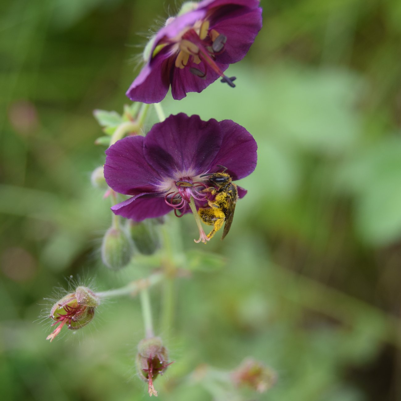 Obrázok Pakost hnedočervený (Geranium phaeum) ´RAVEN´ - kont. P11